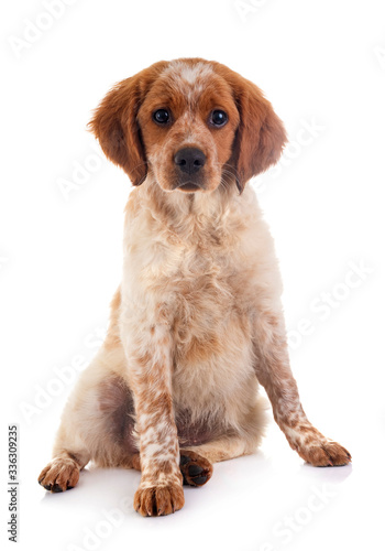 Fototapeta Naklejka Na Ścianę i Meble -  puppy brittany spaniel