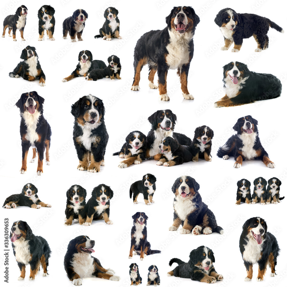Obraz premium group of bernese mountain dog