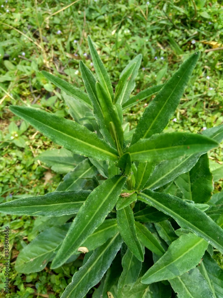 Obraz premium Sonchus Arvensis (Perennial sow, field milk thistle, field sowthistle, perennial sow-thistle, corn sow thistle, dindle, gutweed, swine thistle, tree sow thistle). Beneficial for wounds, cancer, cough.