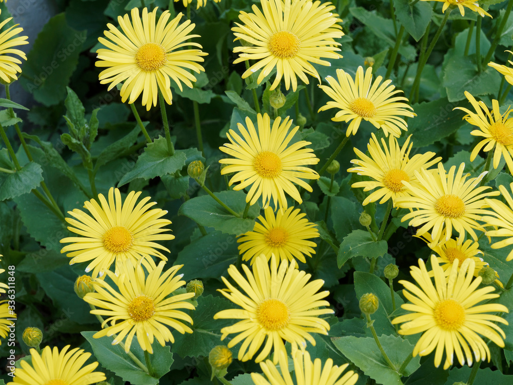 Doronicum caucasicum ou doronic du caucase. Capitules de fleurs jaune solitaires aux fines ligules jaune, coeur jaune or, aux rosettes de feuilles basses vert clair, cordiforme, velues et dentées Doronicum caucasicum ou doronic du caucase. Capitules de fleurs jaune solitaires aux fines ligules jaune, coeur jaune or, aux rosettes de feuilles basses vert clair, cordiforme, velues et dentées