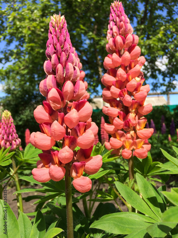 Coral Lupin in a summer garden under a blue sky. Flowers in nature. Coral Lupin in a summer garden under a blue sky. Flowers in nature.