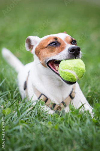 Close up portrait of a white and brown jack russell dog biting a yellow tennis ball and playing on the grass