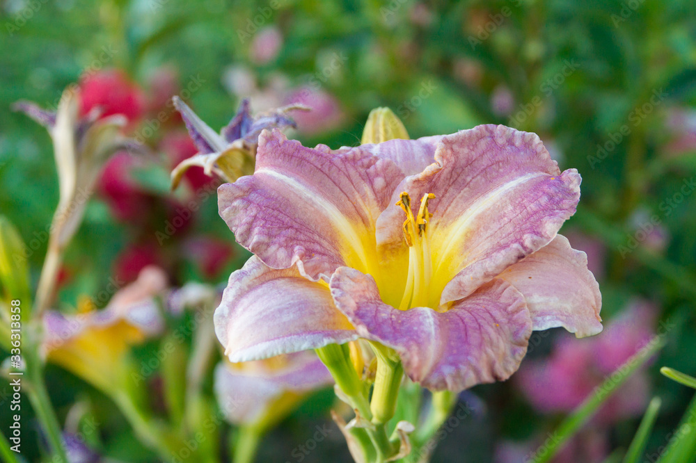 Naklejka premium Lilac daylily in the garden