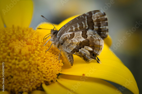 The Yellow Chrysanthemum Flower And Brown -White The Beautiful  Butterfly , Macro Photography photo