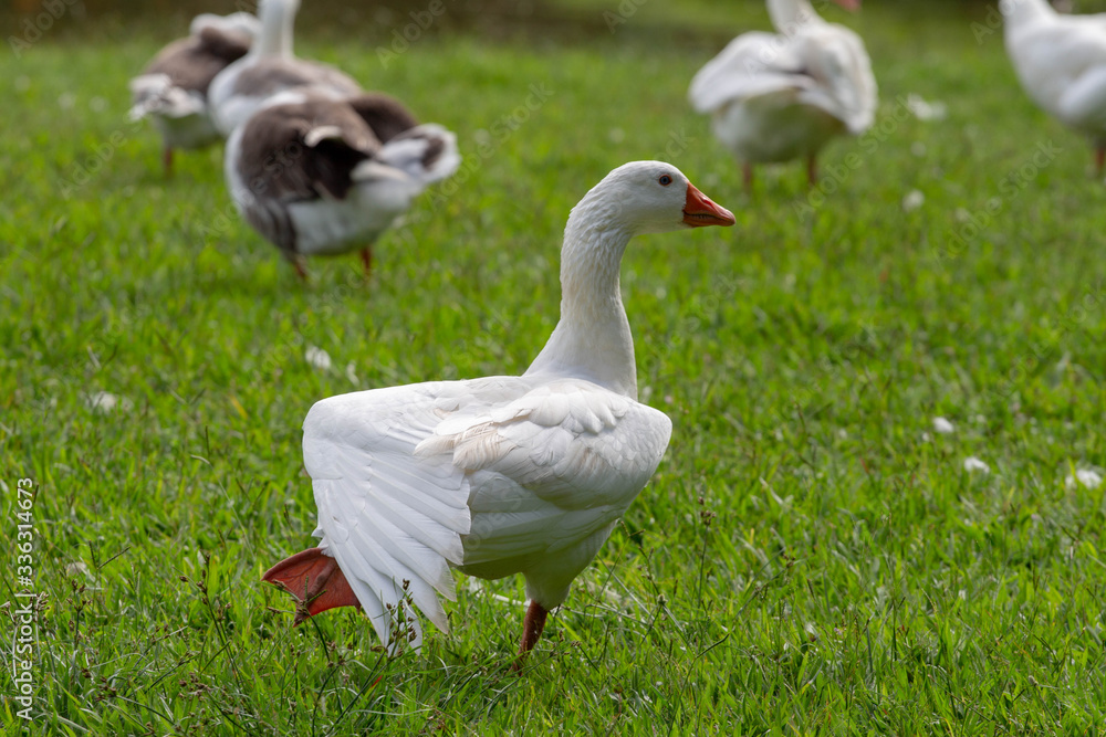 white goose on the grass