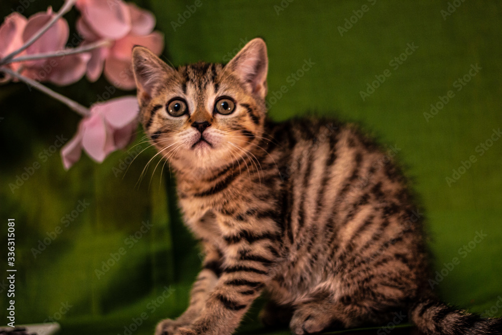 tabby cat on a green background