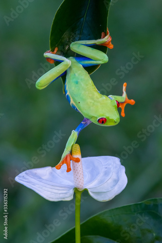 Fototapeta Naklejka Na Ścianę i Meble -  Red-eyed Tree Frog, Agalychnis callidryas, sitting on the green leave in tropical forest in Costa Rica.