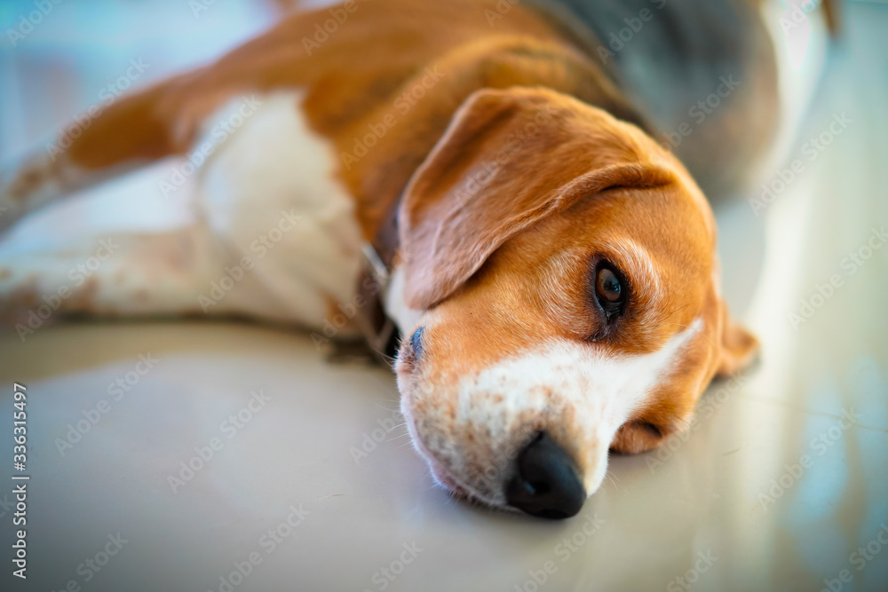 Close up soft blur focus tired beagle dog falls asleep in the conor of home on the floor. Close up soft blur focus tired beagle dog falls asleep in the conor of home on the floor.