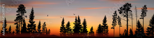 panorama with high black trees in forest at sunset