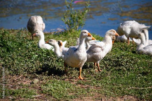 young small geese walk on the sand near the reservoir, their bodies are painted with identification paint © MaxМ