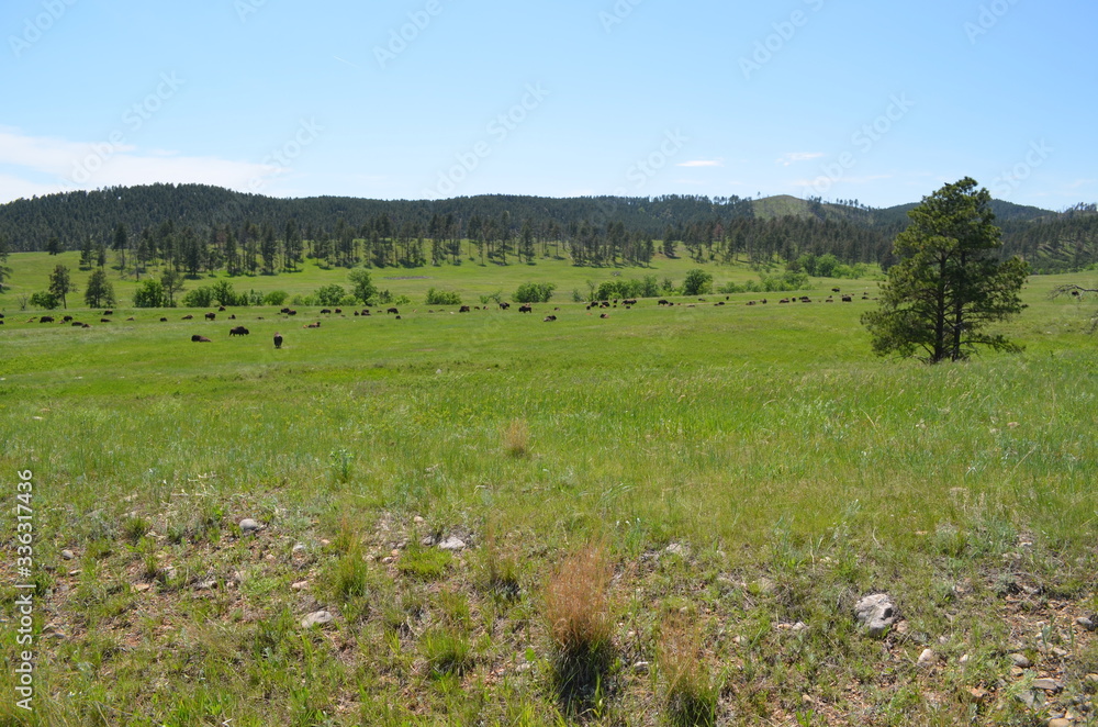 Late Spring in South Dakota: Buffalo Herd Scattered Not Far from the Corrals Along the Custer State Park Wildlife Loop Road in the Black Hills