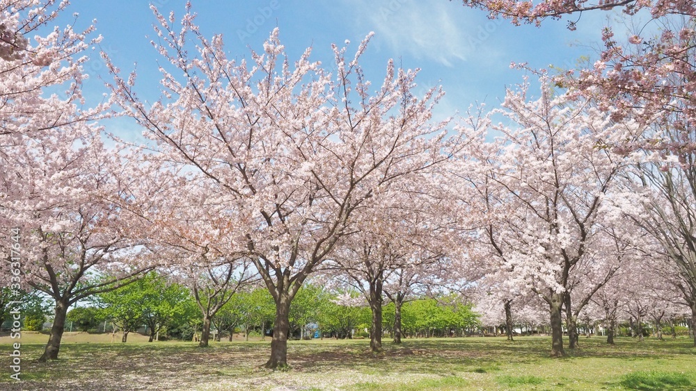 桜