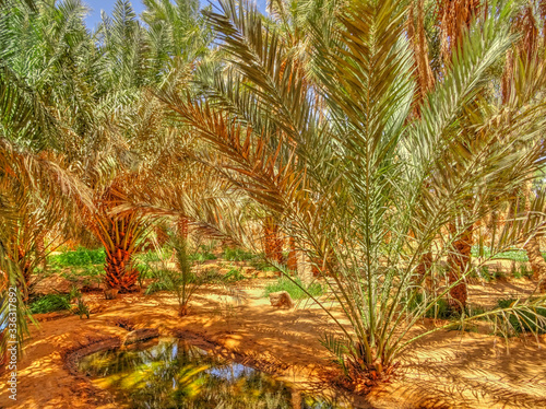 Timimoun  Algerian Sahara