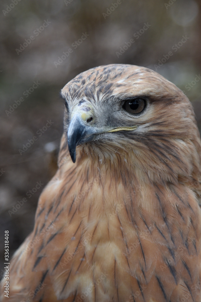 Buzzard buteo close up portrait raptor bird Buzzard buteo close up portrait raptor bird