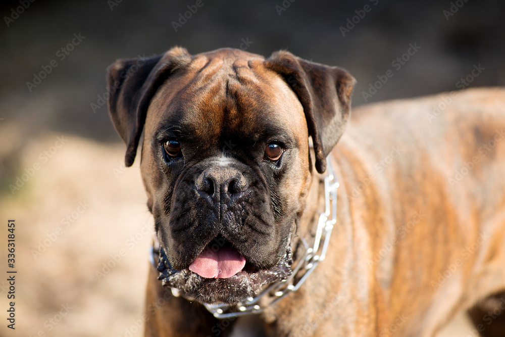 Boxer dog breed outdoors on a sunny day.
