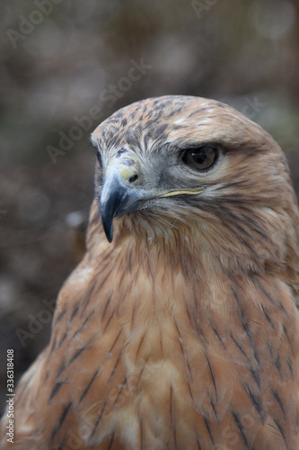 Buzzard buteo close up portrait raptor bird