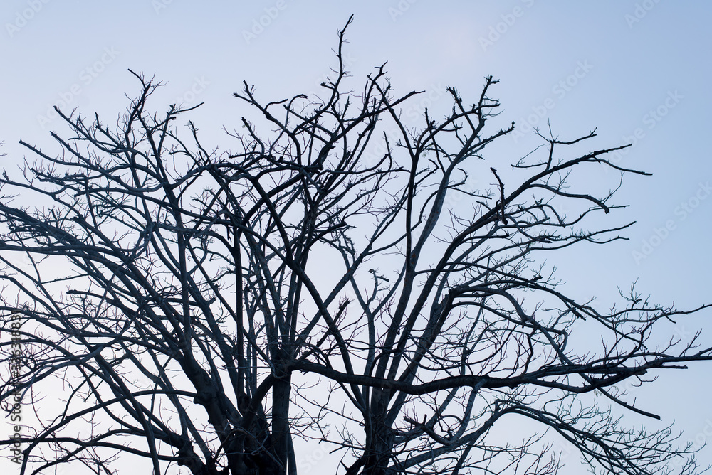 Trees without leaves on a blue background and trees leave leaves in summer. Trees without leaves on a blue background and trees leave leaves in summer.
