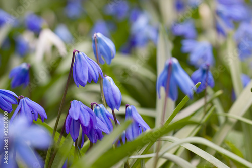 Blossom blue snowdrops. Scilla siberica flowers in the spring forest. Spring background