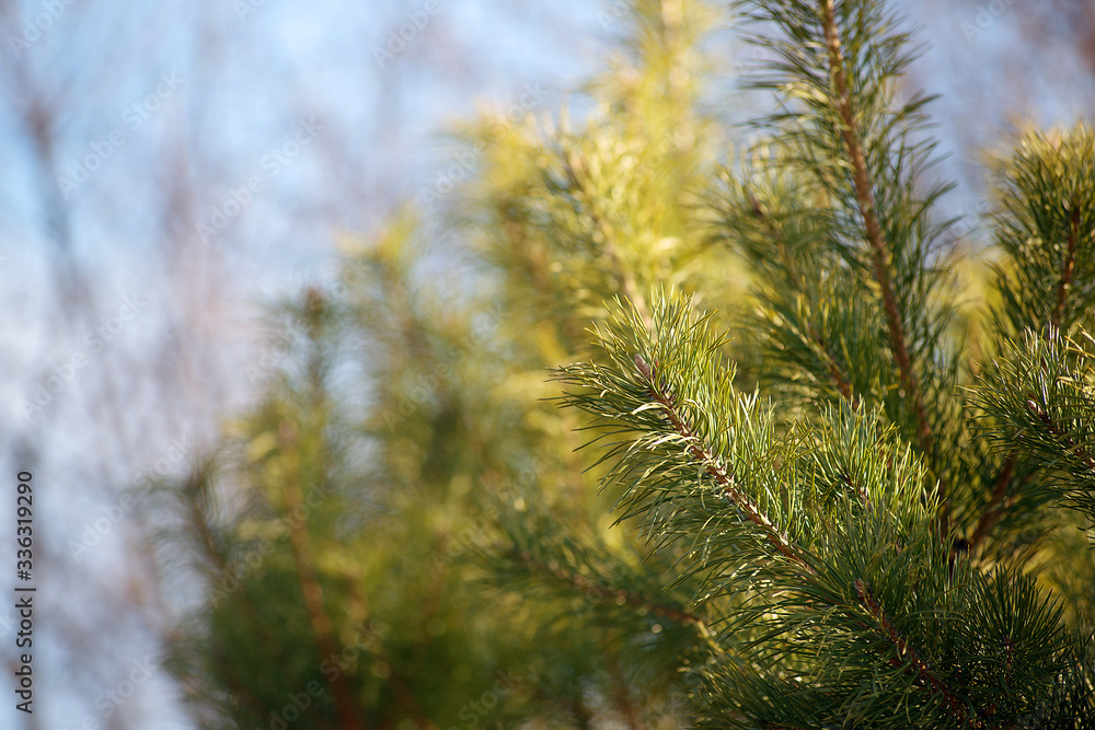 Pine branches under the sun's rays closeup. Pine branches under the sun's rays closeup.