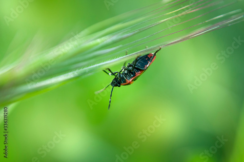 The Heteroptera, Firebug, Pyrrhocoris apterus, On Leaves on Grass In The Meadow In The Spring