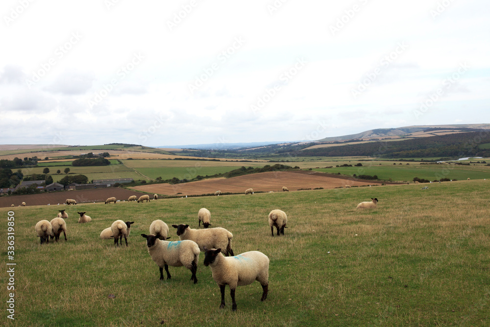 Sussex (England), UK - August 23, 2015: Sheeps near Sussex coast, England, United Kingdom.