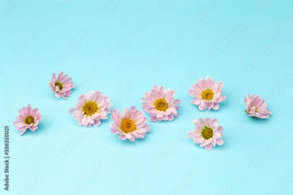 Buds of pink flowers with pink petals on a colored minimal background. Floral background concept Buds of pink flowers with pink petals on a colored minimal background. Floral background concept