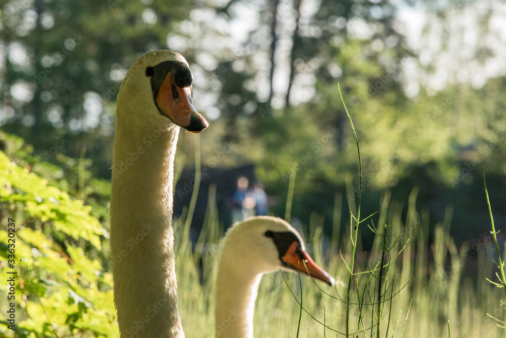 Obraz premium Male And Female Swan