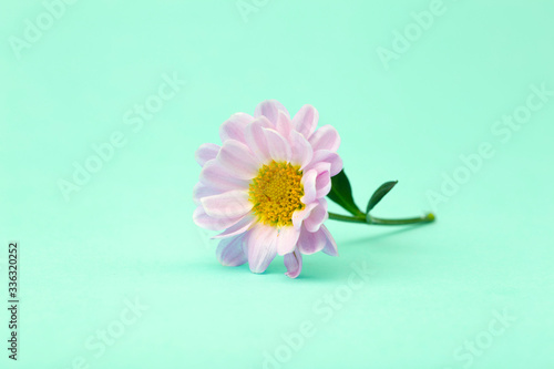 Pink flower on a colored minimal background. Floral background creative. Copy space