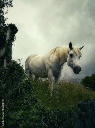 Photography huge connemara pony looking down, clouds, grass, Galway, Ireland