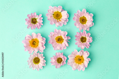 Buds of pink flowers with pink petals on a colored minimal background. Floral background concept © uladzimirzuyeu