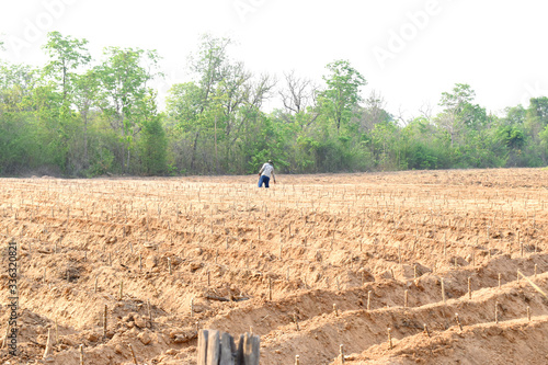Wallpaper Mural Planting cassava manioc in farmland located in countryside of Northeast Thailand Torontodigital.ca
