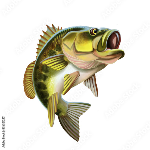Largemouth Bass Fish Illustration. Isolated on white background. photo