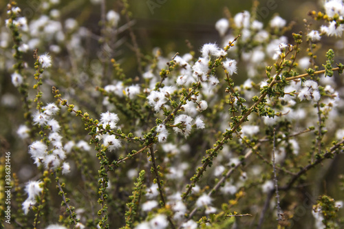 Bush with small fluffy flowers
