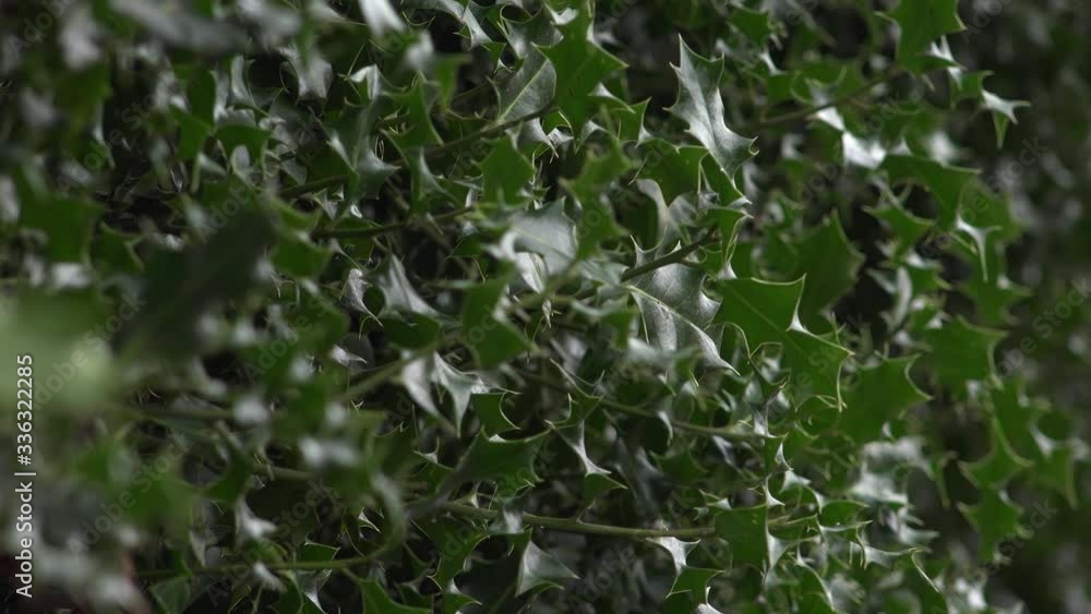 Holley bush background close up view UK 4K Holley bush background close up view UK 4K