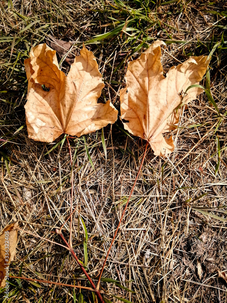 Опавшие листья клена