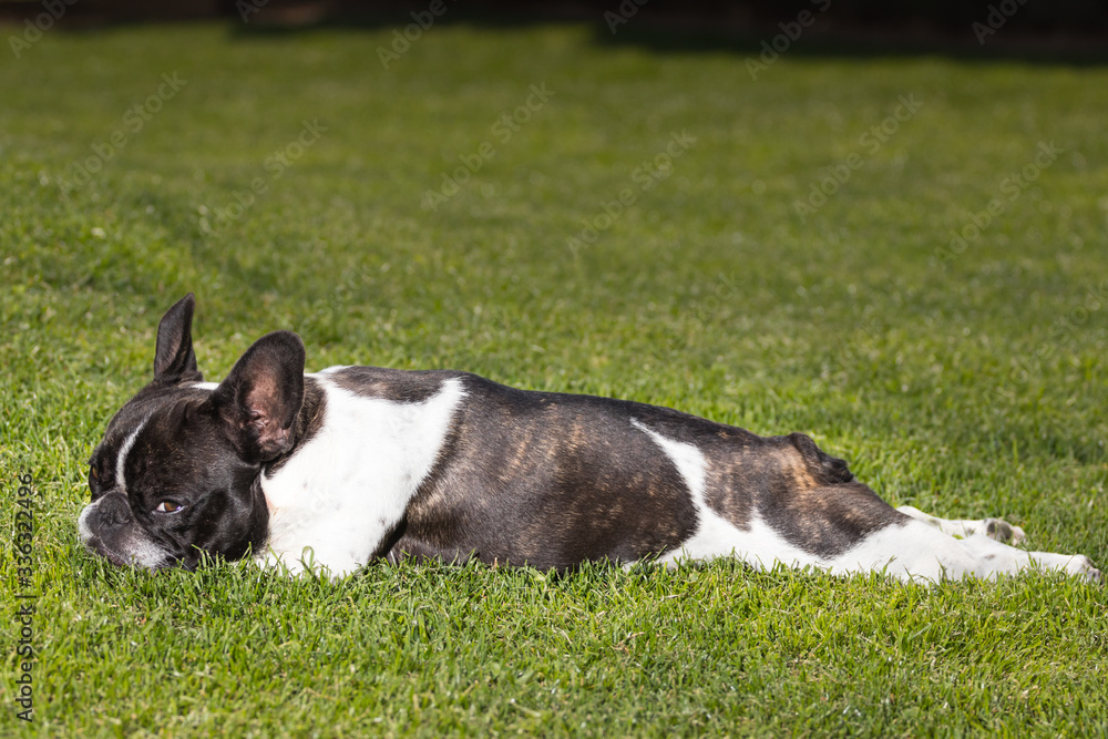 Portrait picture of a French Bulldog puppy who is playing in the yard on the grass. Portrait picture of a French Bulldog puppy who is playing in the yard on the grass.