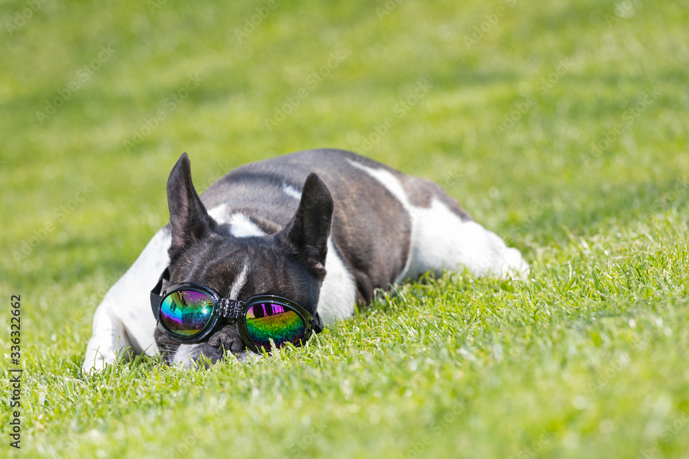 Portrait picture of a French Bulldog puppy with goggles who is playing in the yard on the grass. Portrait picture of a French Bulldog puppy with goggles who is playing in the yard on the grass.