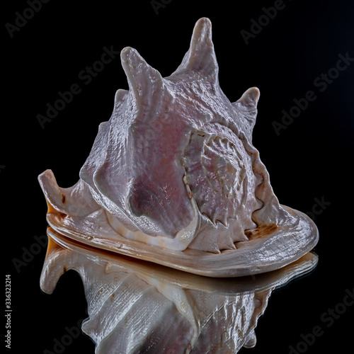 A large seashell on a black background. Reflection. photo