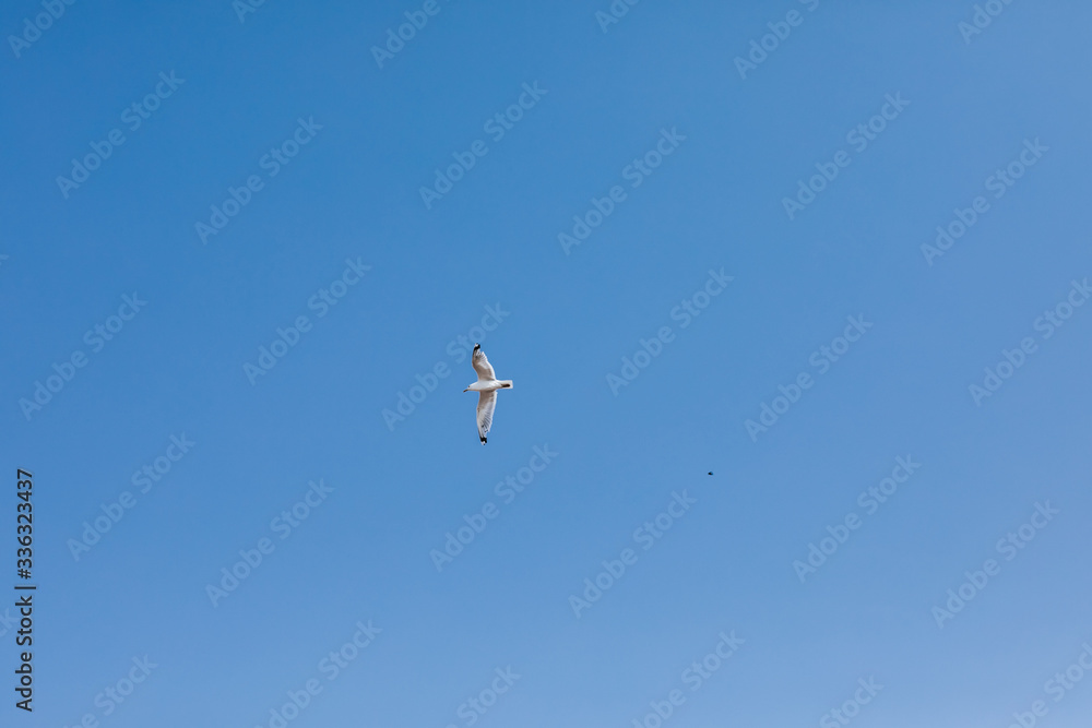 Clear blue sky with a white flying bird Clear blue sky with a white flying bird