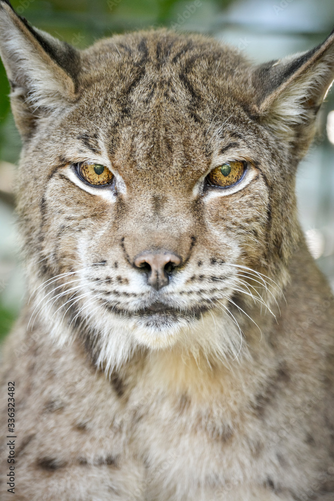 Portrait rapproché sur un Lynx européen Portrait rapproché sur un Lynx européen