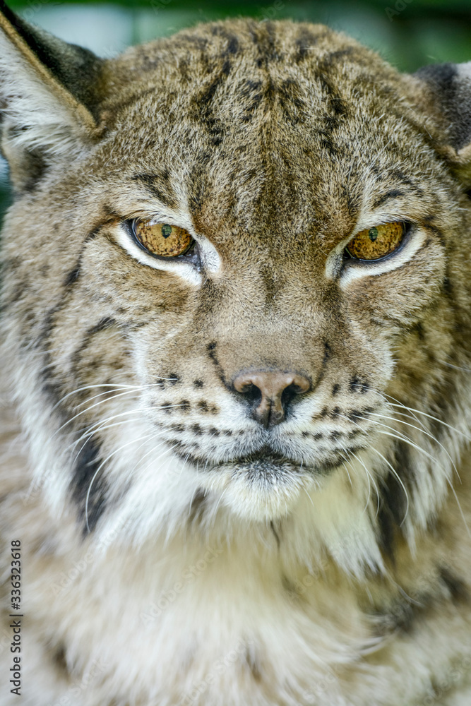 Portrait rapproché sur un Lynx européen Portrait rapproché sur un Lynx européen