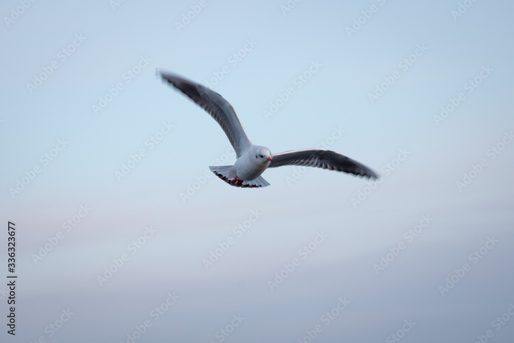 Seagull flying in the sky . seagulls are flying against the beach . A seagull going in for a landing in tumwater Water falls park in tumwater . Seagull flying in the sky . seagulls are flying against the beach . A seagull going in for a landing in tumwater Water falls park in tumwater .