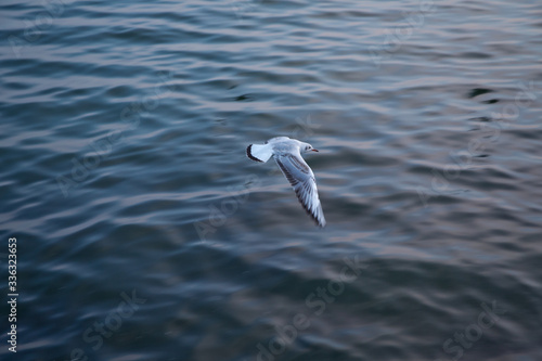 Seagull flying in the sky . seagulls are flying against the beach . A seagull going in for a landing in tumwater Water falls park in tumwater . photo