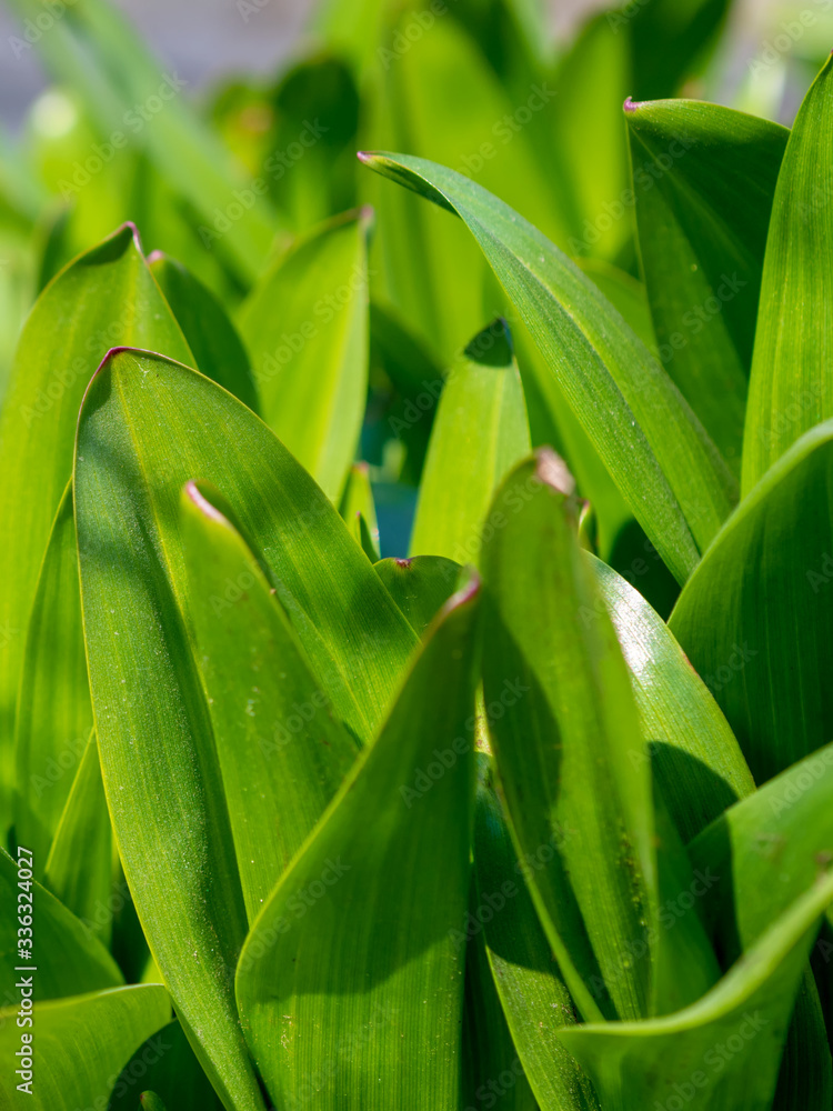 Fototapeta premium Green grass background texture. Field of fresh green grass texture as a background, top view, horizontal. Artificial green grass texture for background.