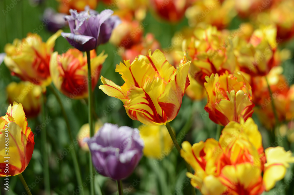 Blooming tulips in the sun.