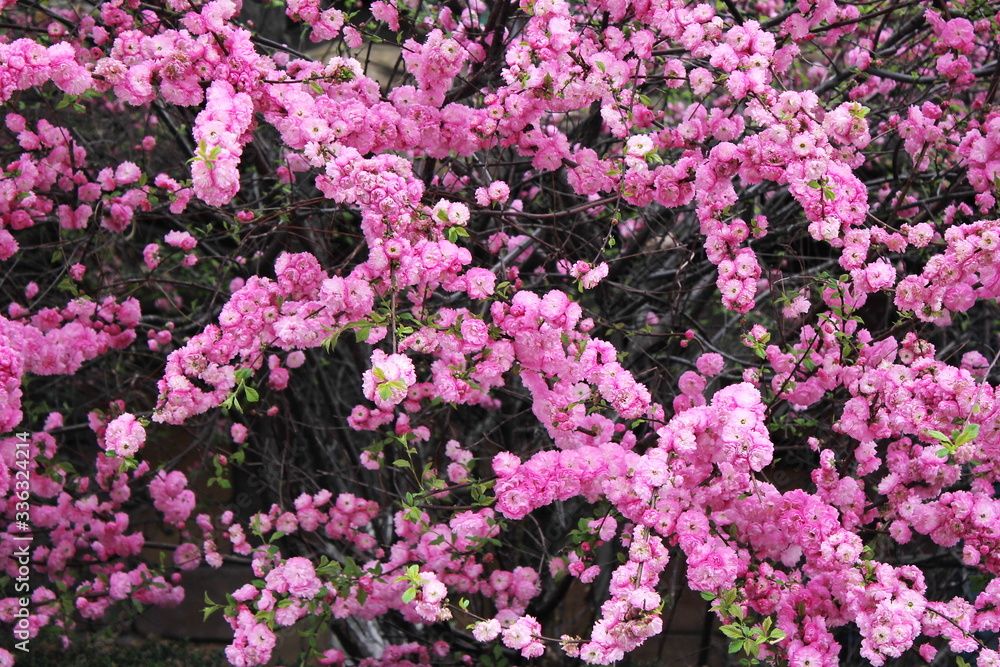 Cherry blossoms. Spring has come. Floral pink background.