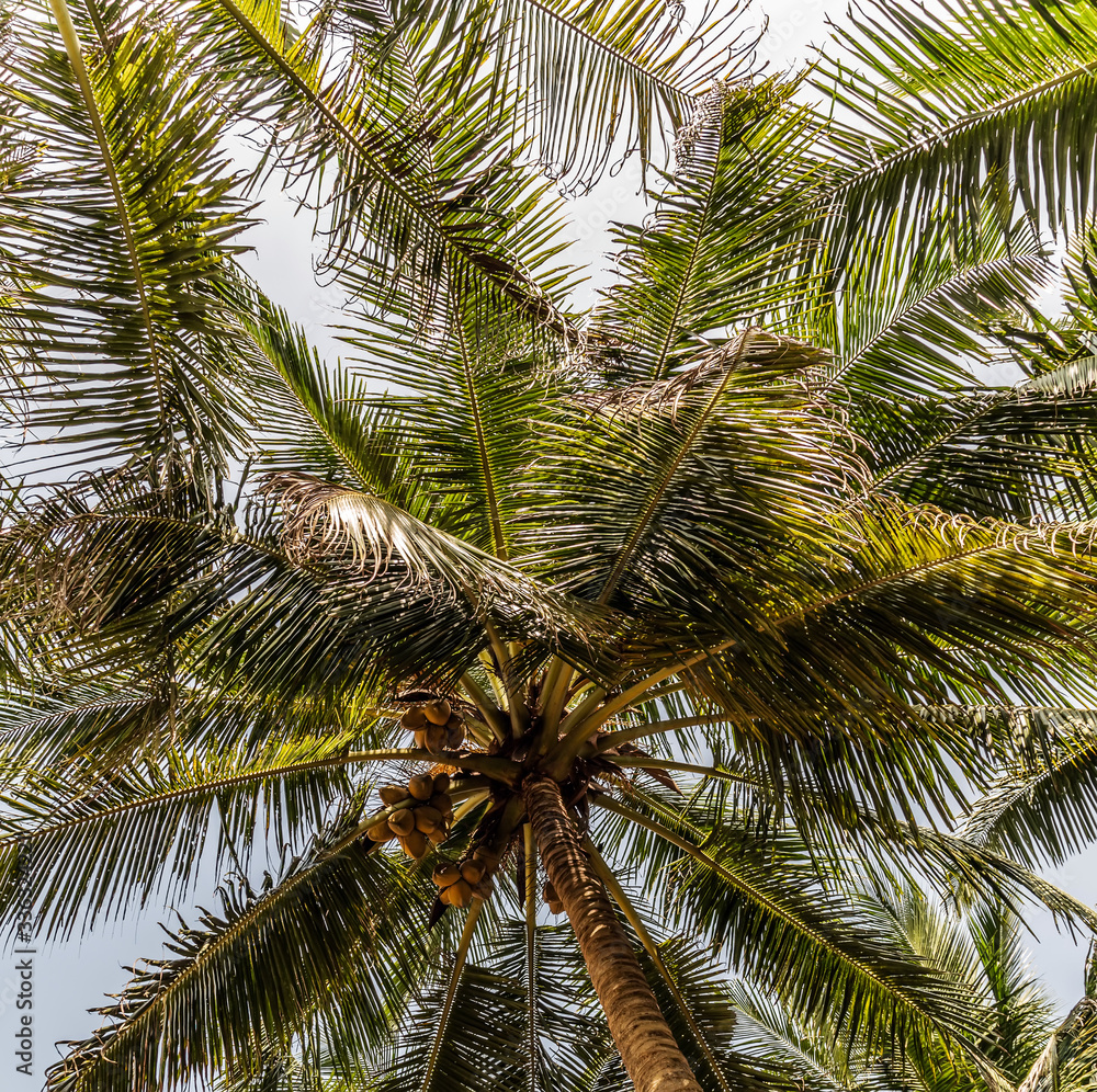 Fototapeta premium King Coconut Plantation Tree fruits Yellow bunches palm coco Sri Lanka