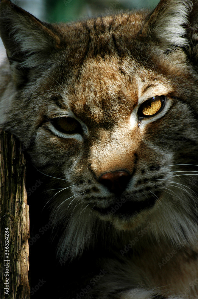 Portrait rapproché sur un Lynx européen