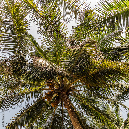 King Coconut Plantation Tree fruits Yellow bunches palm coco Sri Lanka