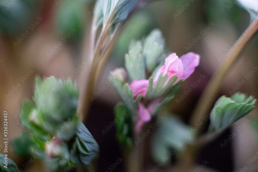 Pink and white, fluffy flowers Trifolium. Clover, aka porridge or Trifolium rubens. macro photo Pink and white, fluffy flowers Trifolium. Clover, aka porridge or Trifolium rubens. macro photo